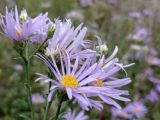 Aster amellus