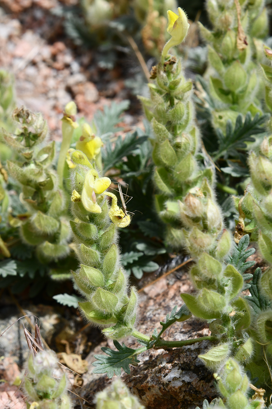 Изображение особи Scutellaria przewalskii.