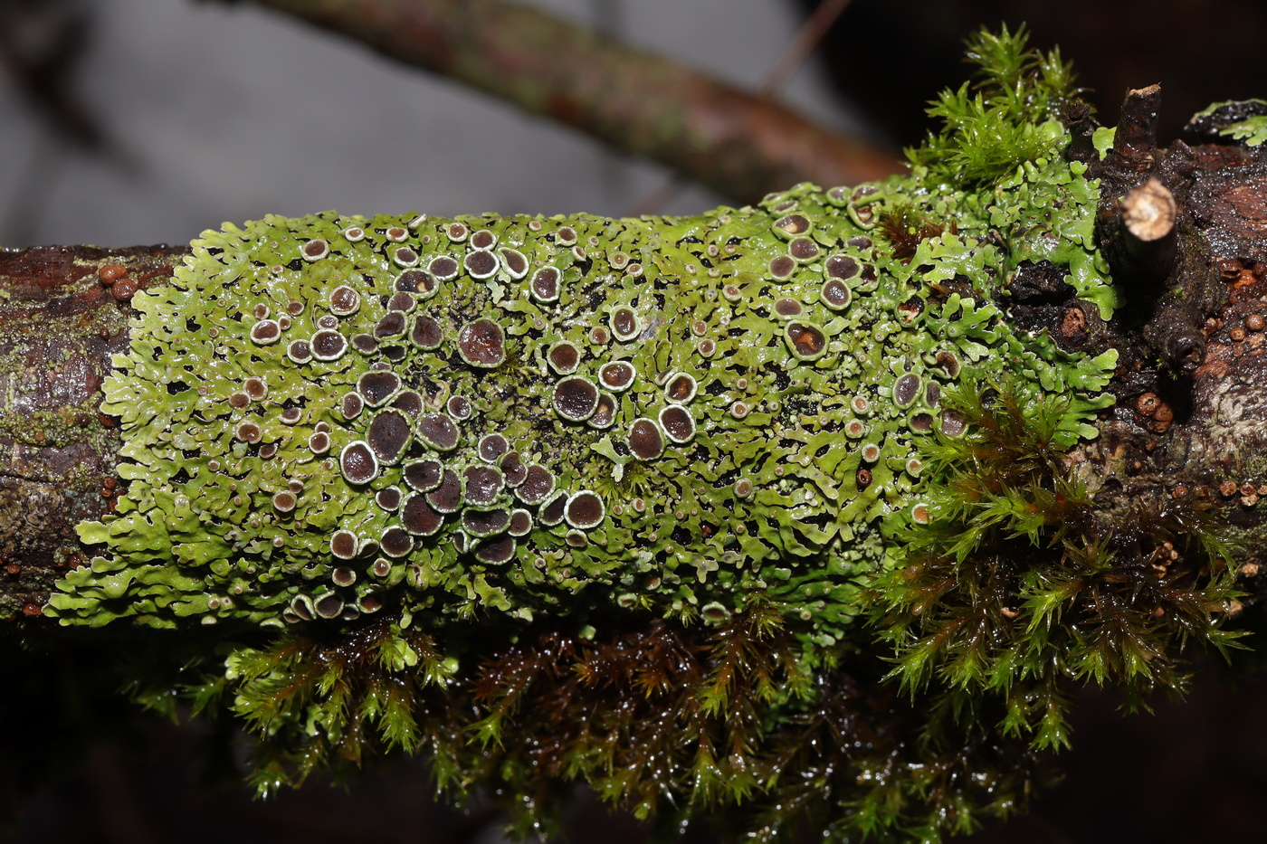 Изображение особи Physconia distorta.