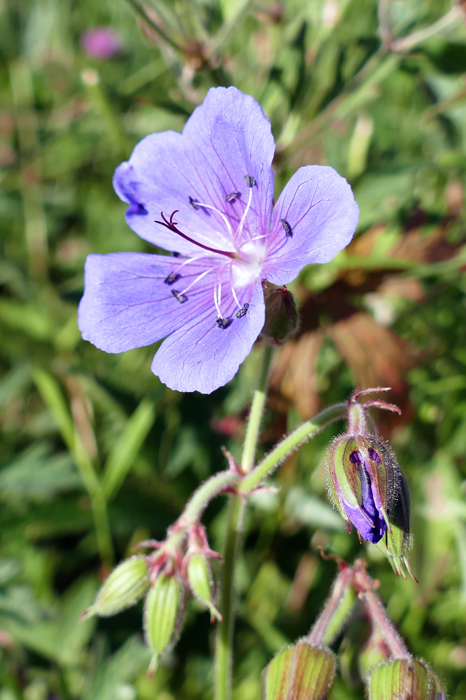 Изображение особи Geranium pratense.