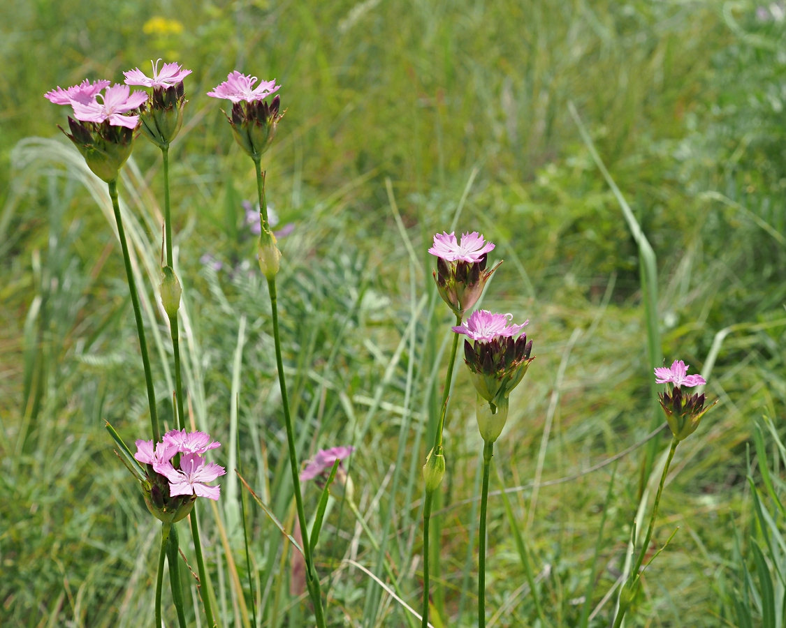 Image of Dianthus andrzejowskianus specimen.