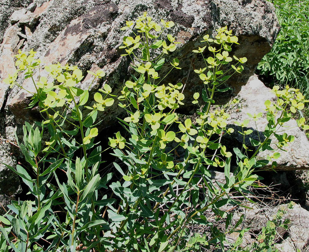 Изображение особи Euphorbia macrorhiza.