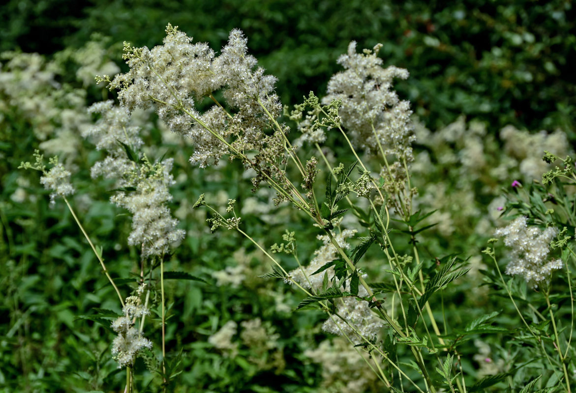 Image of Filipendula ulmaria specimen.