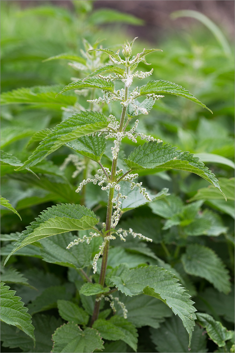 Изображение особи Urtica dioica.