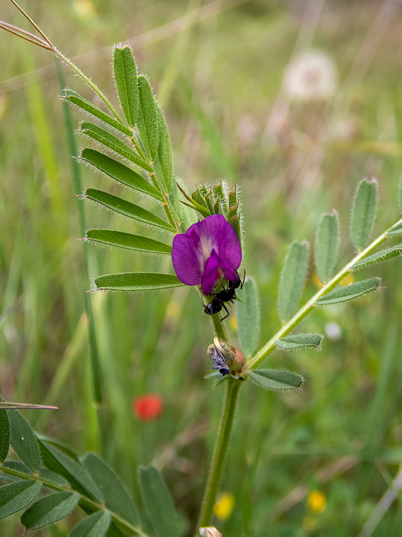 Image of Vicia angustifolia specimen.