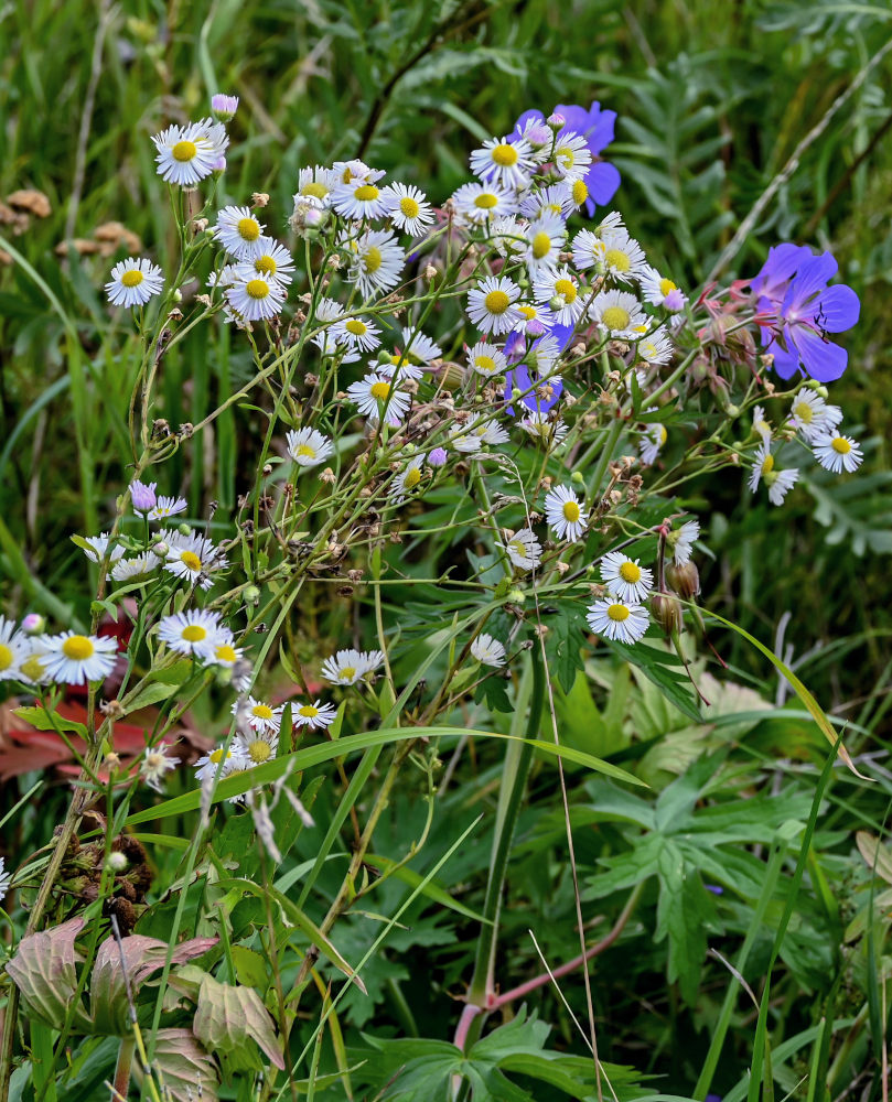 Изображение особи Erigeron annuus.