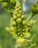 Veratrum lobelianum. Боковой побег соцветия с раскрывшимся цветком и бутонами. Ульяновская обл., Мелекесский р-н между сёлами Сабакаево и Лебяжье, дол. р. Б. Черемшан, местами поросший ивняком сыроватый луг. 09.06.2024.