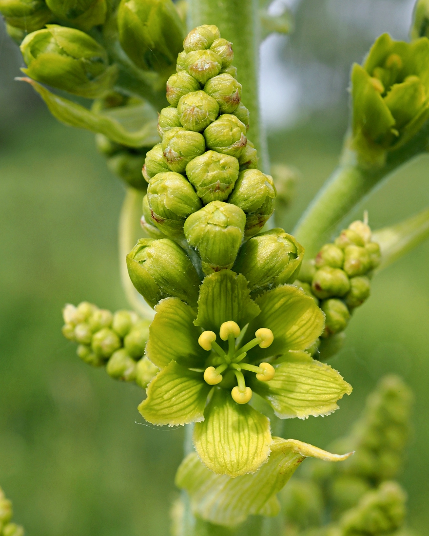 Image of Veratrum lobelianum specimen.