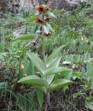 Korolkowia sewerzowii. Цветущее растение в сообществе с Tulipa berkariensis Rukšāns. Казахстан. Туркестанская обл., Толебийский р-н, Зап. Тянь-Шань, Сайрам-Угамский Нац. парк; выс. ок. 1700 м н.у.м., дол. р. Кыржалсай, правый борт, каменистый склон выше поймы. 08.04.2026.