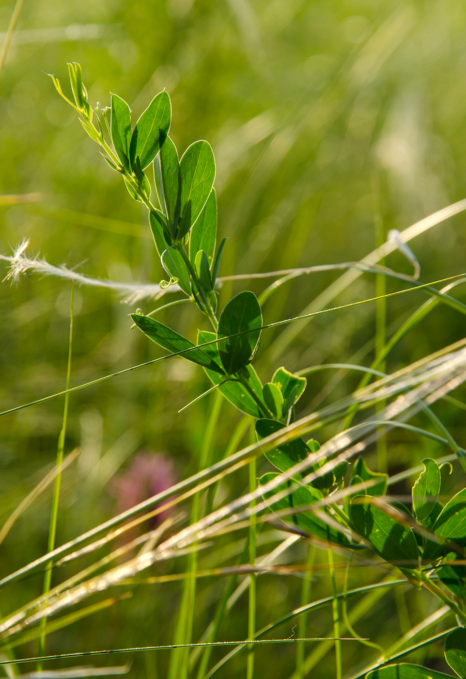 Image of Lathyrus tuberosus specimen.