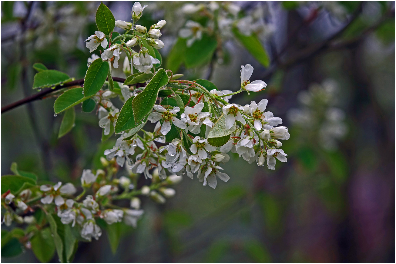 Изображение особи Amelanchier spicata.