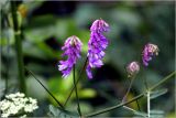 Vicia sepium. Часть побега с соцветиями. Московская обл., Раменский р-н, окр. дер. Хрипань, садовый участок. 14.06.2026.