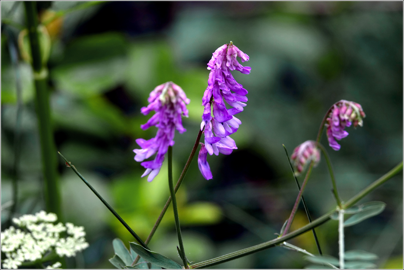 Image of Vicia cracca specimen.