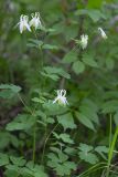 Aquilegia oxysepala. Верхушка цветущего растения (альбинос). Хабаровский край, р-н имени Лазо, верховье р. Ко, выс. ≈ 520 м н.у.м., долинный смешанный лес. 20.06.2026.