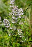 genus Thymus