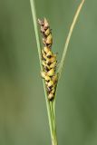Carex melanostachya. Соплодие. Ростовская обл., Неклиновский р-н, окр. хут. Мержаново, песчано-каменистый берег. 31.05.2026.