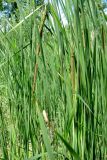 Typha angustifolia