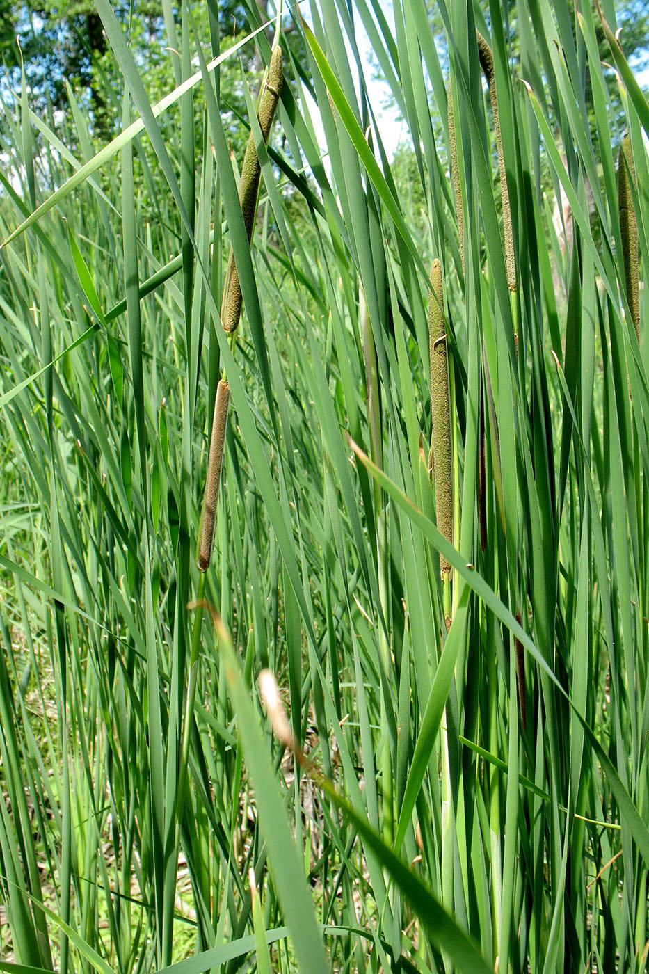 Изображение особи Typha angustifolia.