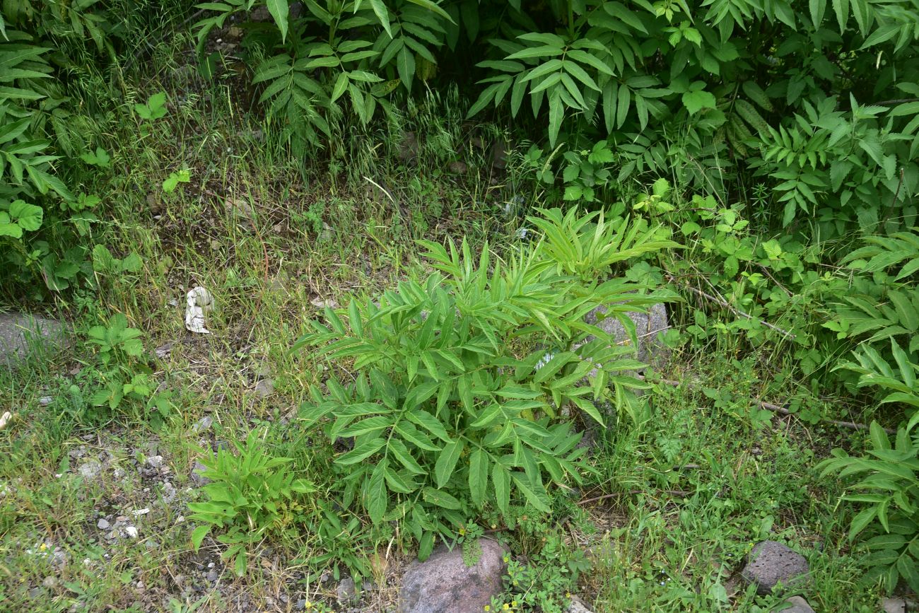 Изображение особи Sambucus ebulus.