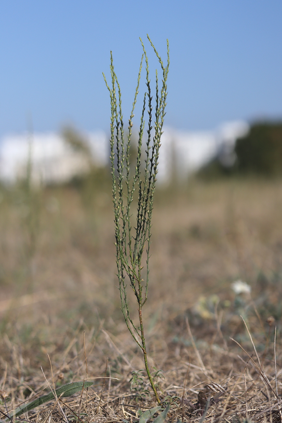Изображение особи Thymelaea passerina.