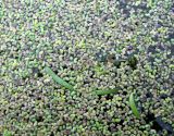 Lemna turionifera. Листецы на поверхности воды (видны листья ежеголовника малого и часть побега омежника). Рязанская обл., Спасский р-н, Окский заповедник, небольшое озеро в долине р. Пра. 17.05.2005.