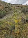Ferula glabrifolia. Цветущее растение. Армения, Вайоцдзорская обл., окр. с. Агаракадзор, щебенистый склон. 11.06.2024.