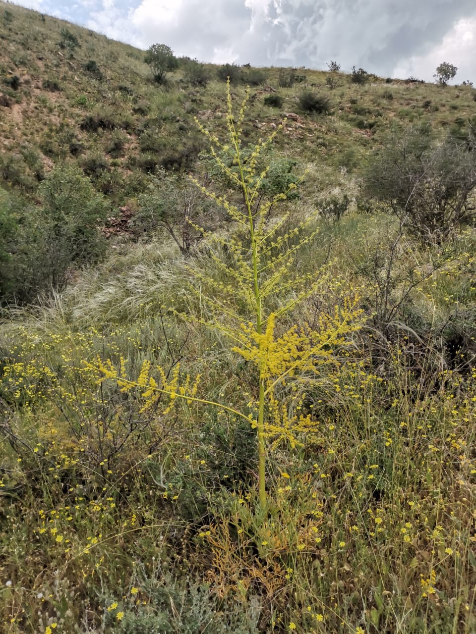 Изображение особи Ferula glabrifolia.