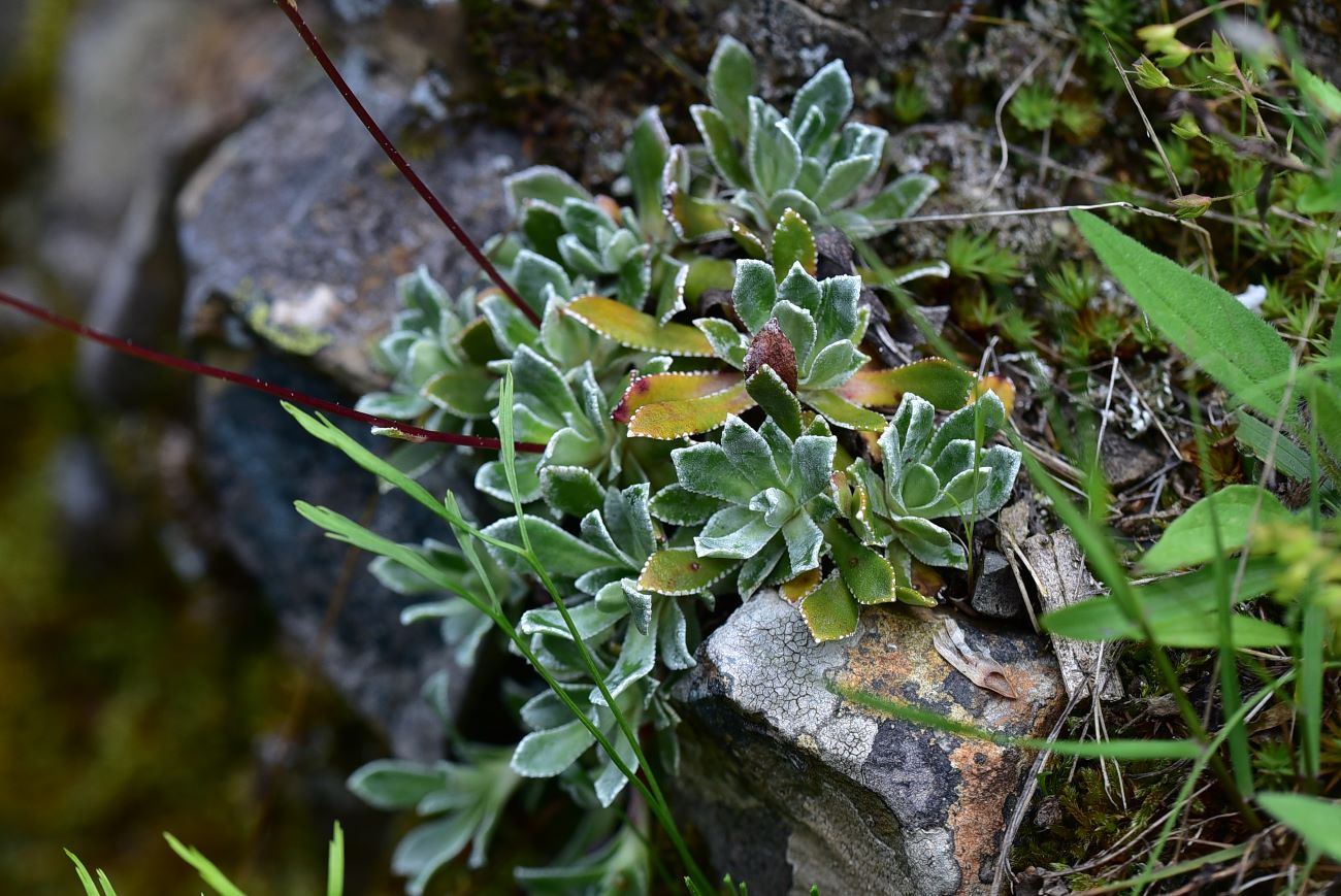 Image of Saxifraga cartilaginea specimen.