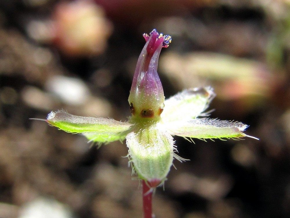 Image of Erodium cicutarium specimen.