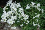 Arabis caucasica. Верхушка цветущего растения. Крым, окр. водопада Джурла. 03.05.2011.