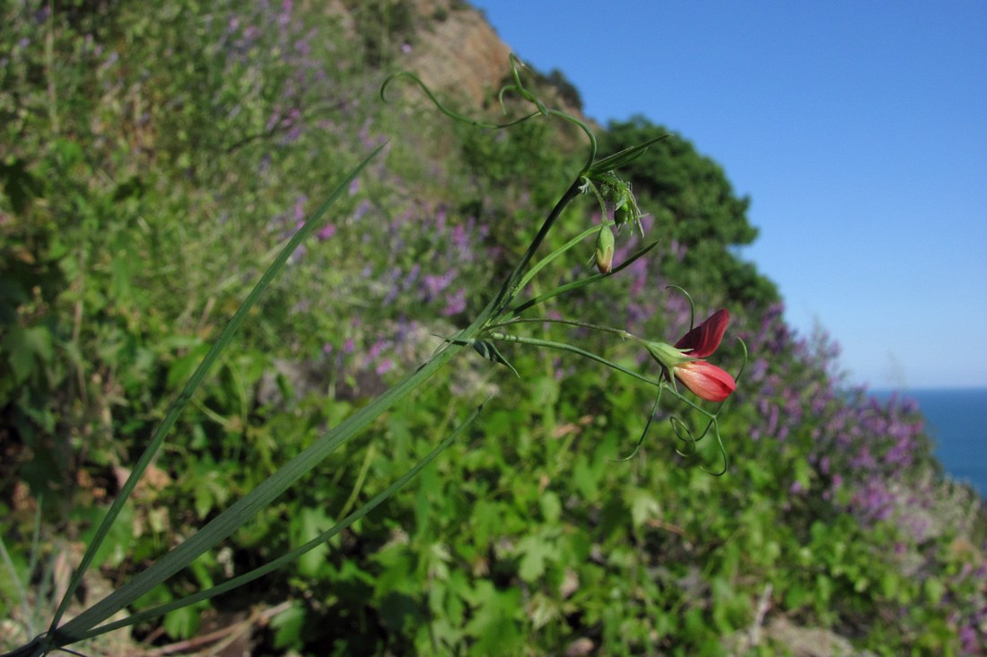 Изображение особи Lathyrus setifolius.