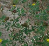 Medicago minima