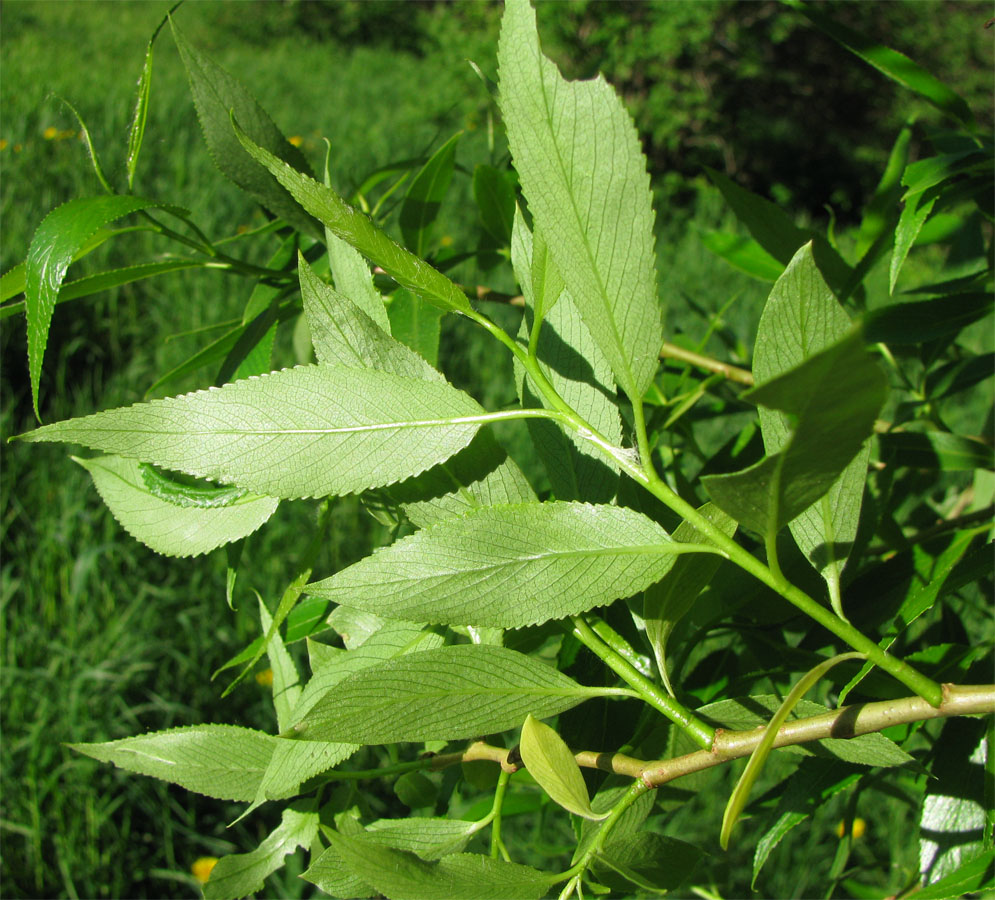 Image of Salix fragilis var. sphaerica specimen.