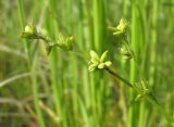 Carex loliacea