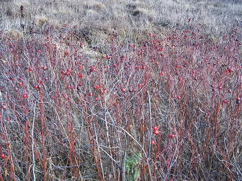 Image of Rosa glabrifolia specimen.