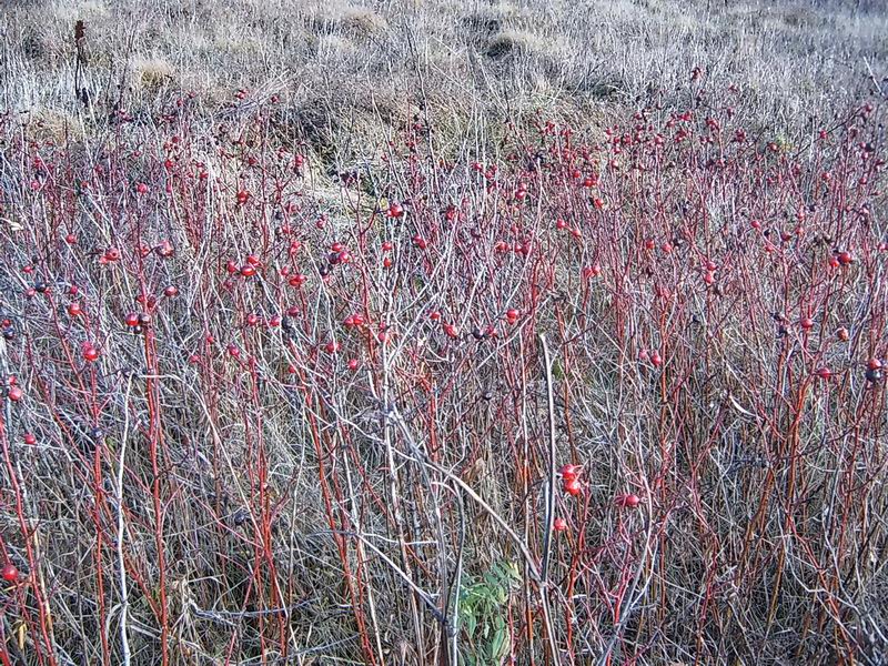 Image of Rosa pratorum specimen.