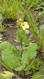 род Verbascum