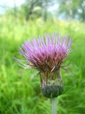 Cirsium heterophyllum