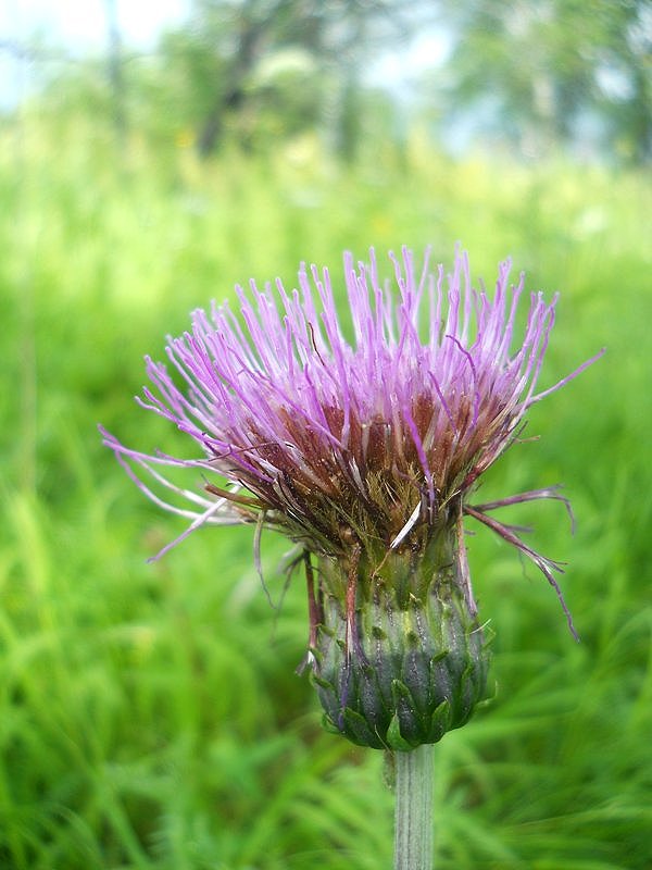 Изображение особи Cirsium heterophyllum.