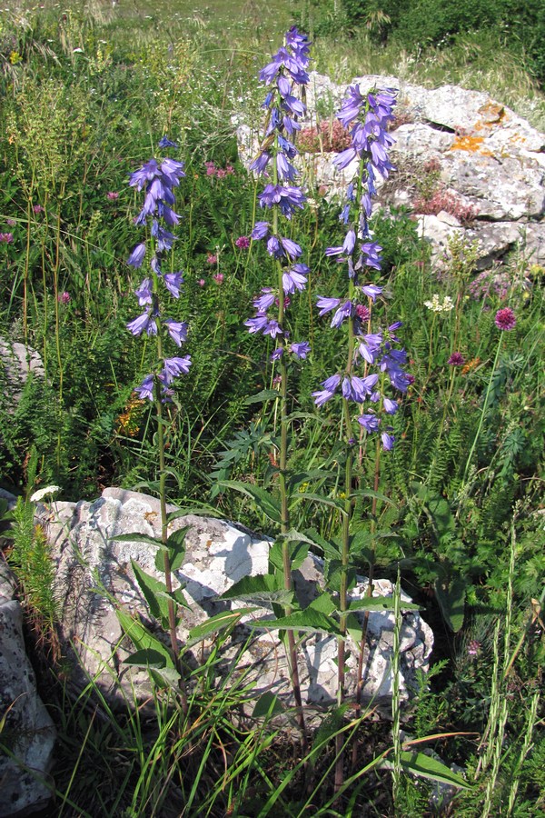 Изображение особи Campanula ruthenica.