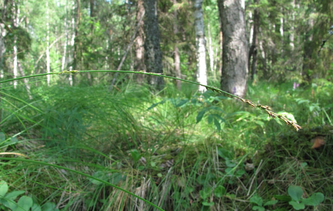 Image of Carex appropinquata specimen.