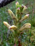 Pedicularis sceptrum-carolinum