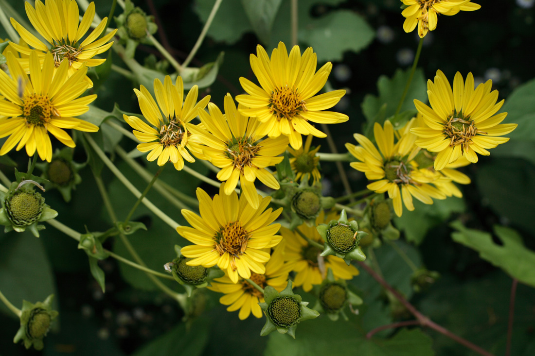 Изображение особи Silphium perfoliatum.