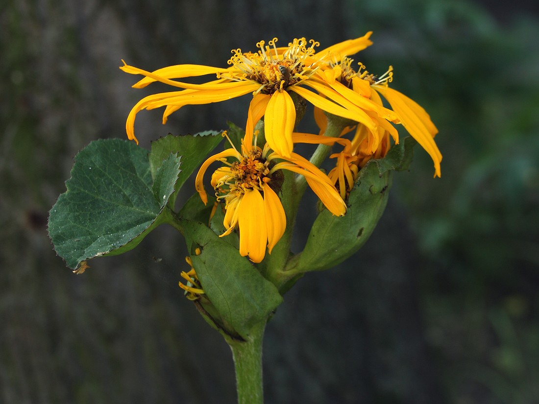 Image of Ligularia dentata specimen.