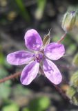 Erodium cicutarium