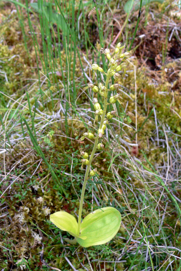 Image of Listera ovata specimen.