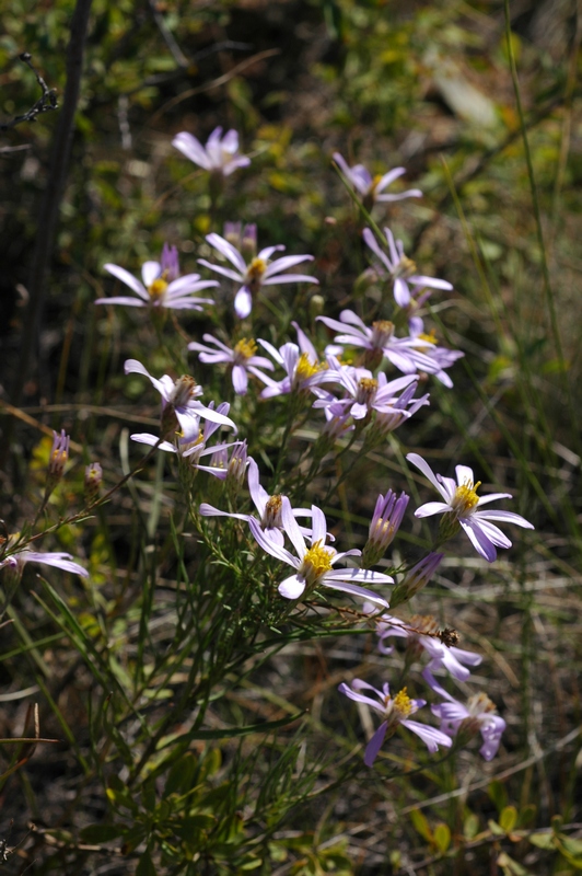 Image of Galatella angustissima specimen.