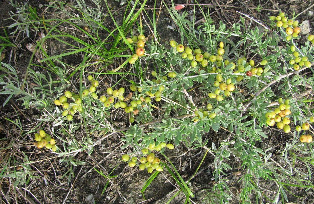 Image of Nitraria sibirica specimen.