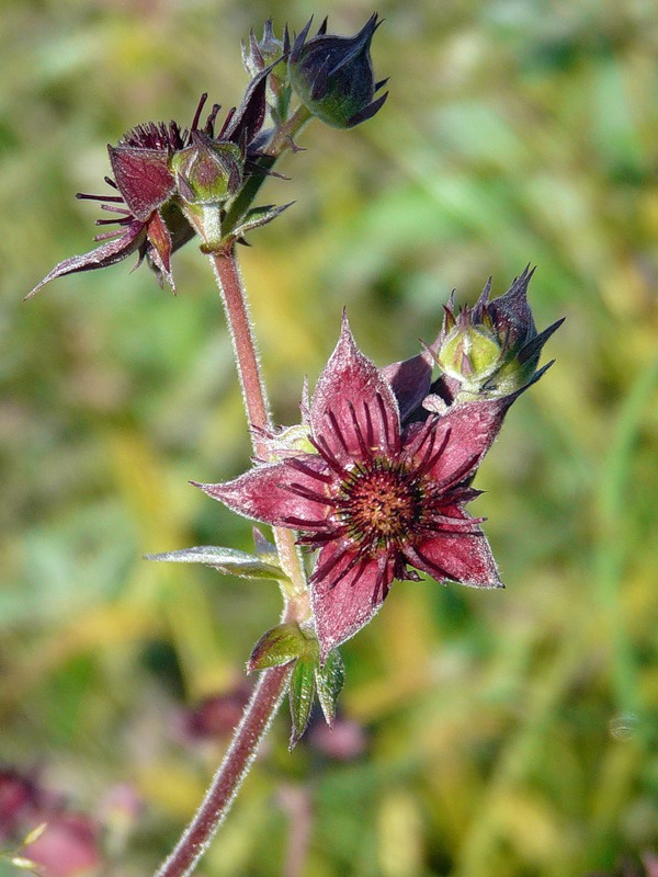 Image of Comarum palustre specimen.