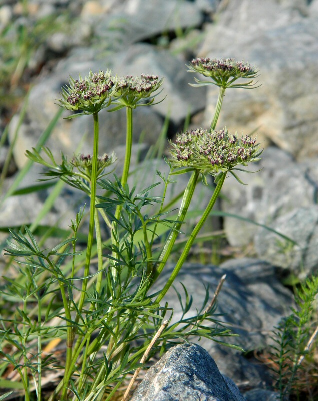 Изображение особи Pachypleurum alpinum.